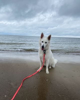 Co si sbalit se psem na dovolenou nejen do Polska? Určitě vždy myslet na očkovací průkaz s platným očkováním hlavně proti...