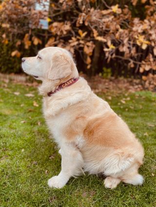… PAWTEX… Koukněte na vzorník barev z tohoto nového materiálu. Vzhledem k tomu, že u nás najdete voděodolný popruh, Hexu i...